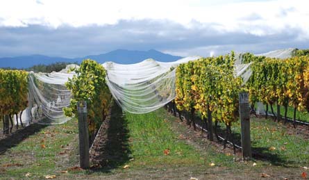 VineSmart - New Zealand Vineyard, Winery, Home, and Olive Grove For Sale - Marlborough, South Island, New Zealand  - Wine Real Estate